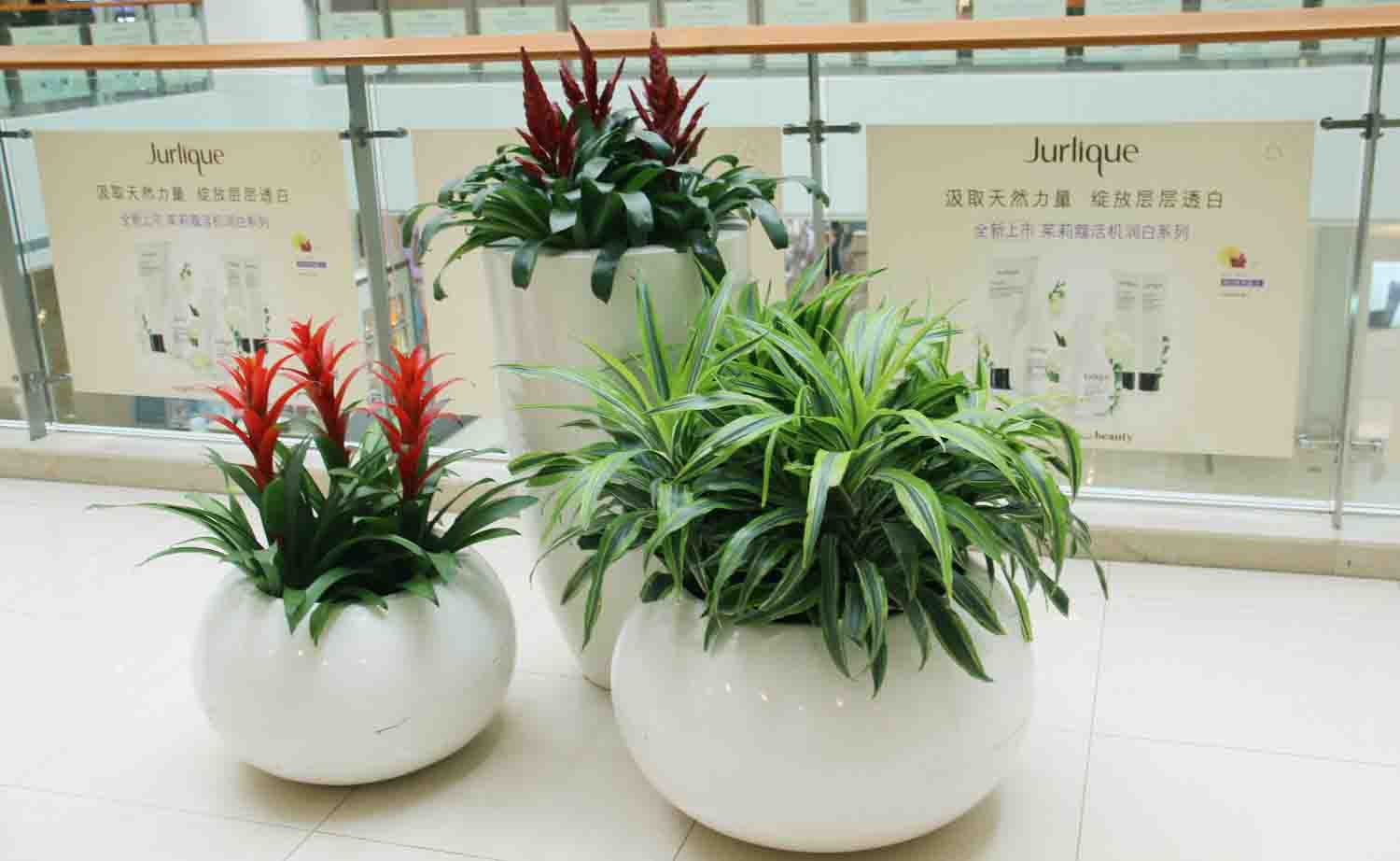 重慶植物租賃公司揭辦公室植物擺放四忌 重慶植物租賃公司揭辦公室植物擺放四忌