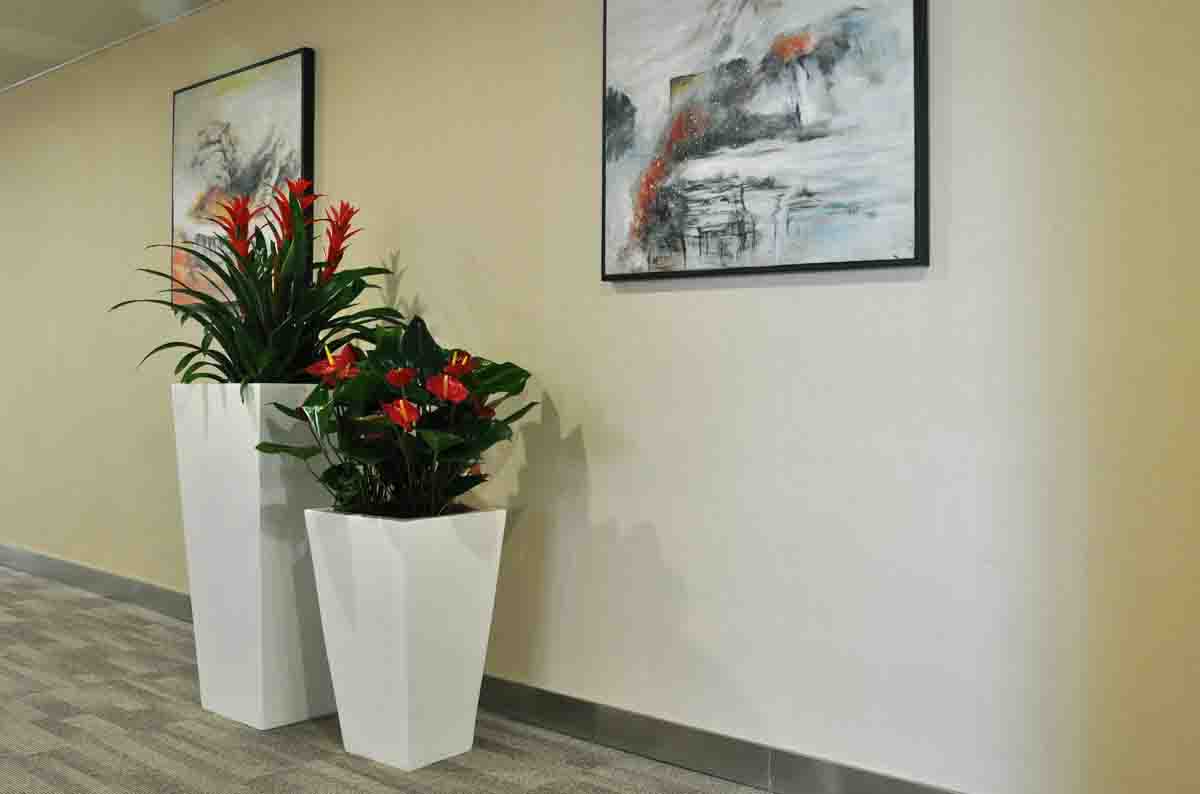 重慶植物租賃公司揭辦公室植物擺放四忌 重慶植物租賃公司揭辦公室植物擺放四忌