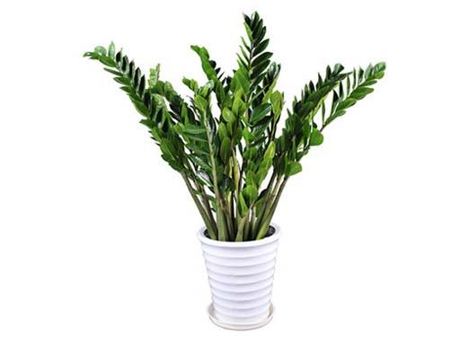 金錢(qián)樹(shù)-植物租賃.jpg 金錢(qián)樹(shù)-植物租賃.jpg