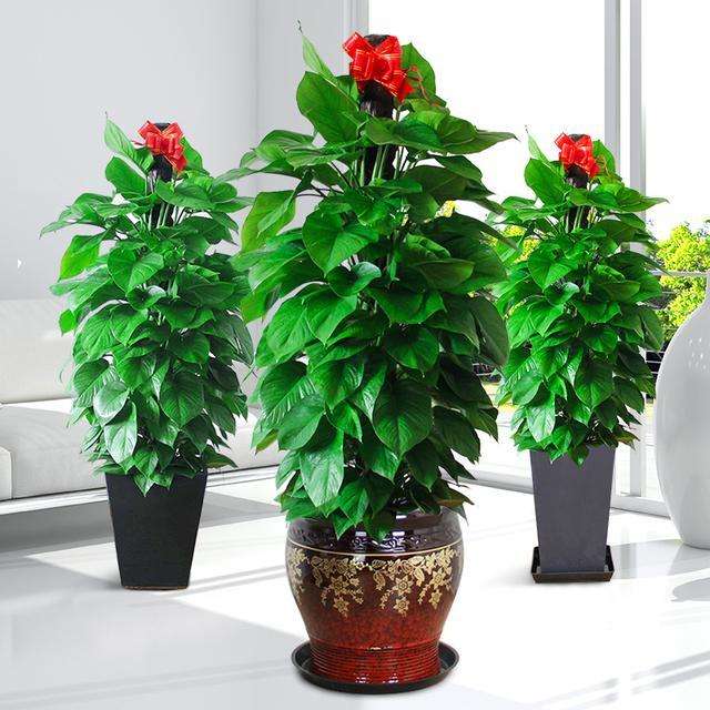 大葉綠蘿-植物租賃.jpg 大葉綠蘿-植物租賃.jpg