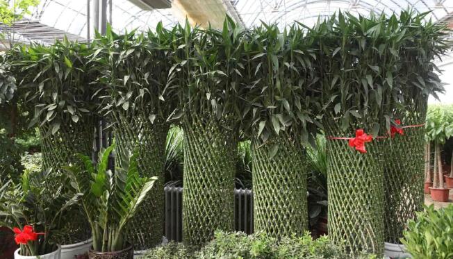 重慶植物租賃公司.jpg 重慶植物租賃公司.jpg