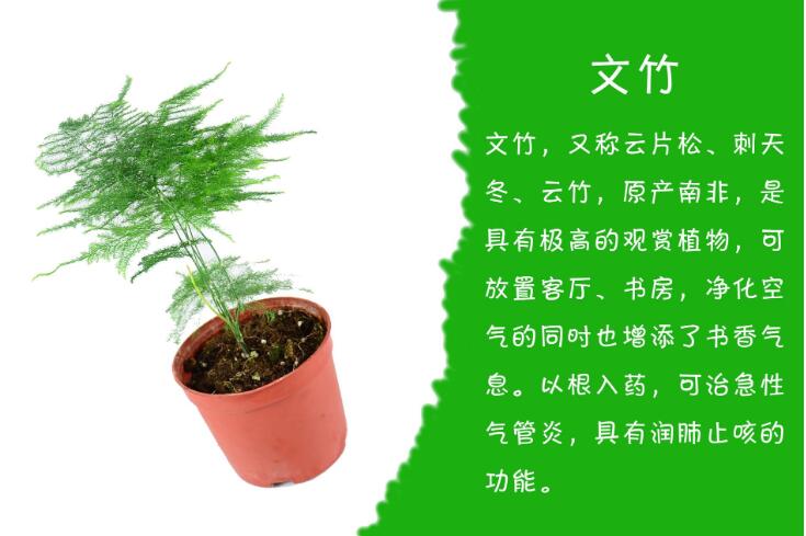 文竹租賃.jpg 文竹租賃.jpg