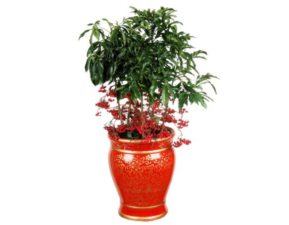 富貴子.jpg 富貴子.jpg