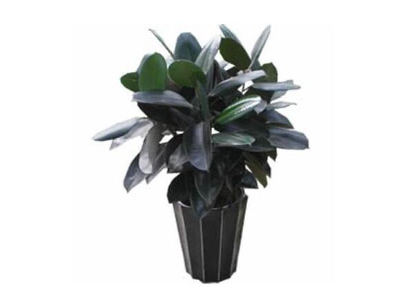 黑金剛-植物租賃.jpg 黑金剛-植物租賃.jpg