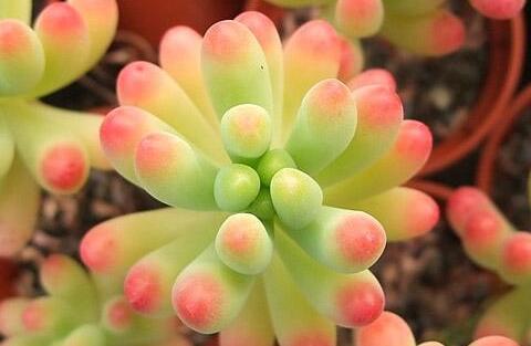 乙女心.jpg 乙女心.jpg