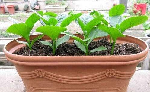 陽臺植物.jpg 陽臺植物.jpg