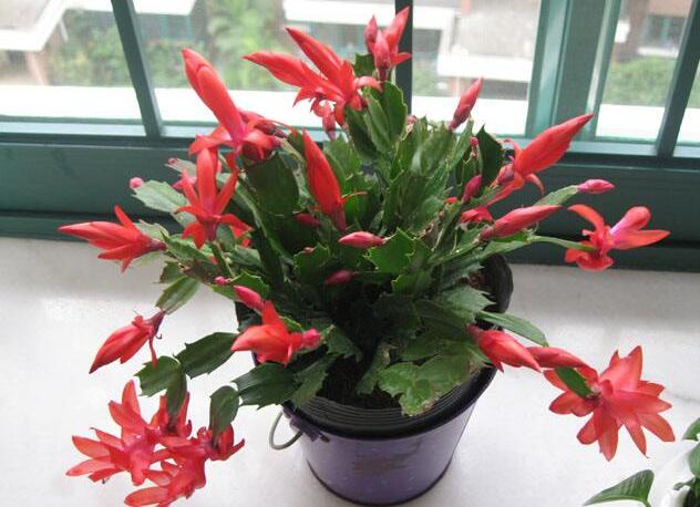 蟹爪蘭.jpg