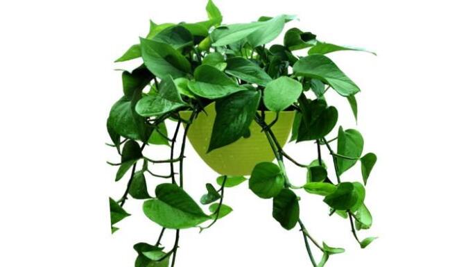 綠蘿-植物租賃.jpg 綠蘿-植物租賃.jpg