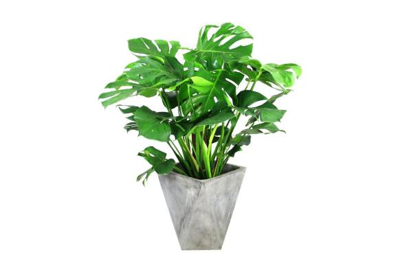 龜背竹.jpg 龜背竹.jpg