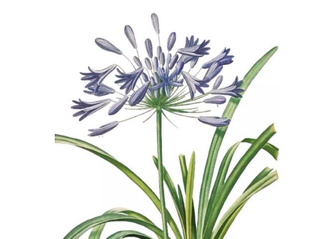 百子蓮.jpg 百子蓮.jpg