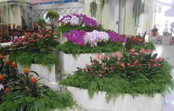 植物租賃.jpg 植物租賃.jpg