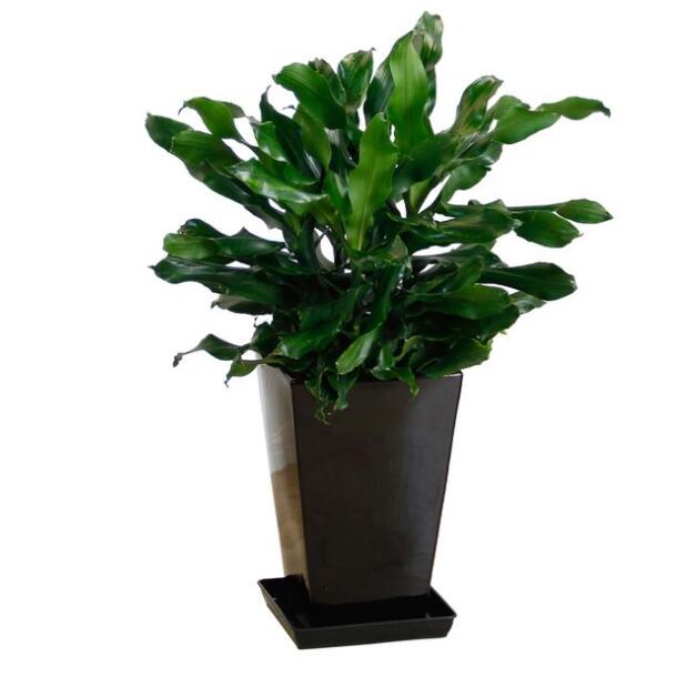 辦公室植物.jpg 辦公室植物.jpg