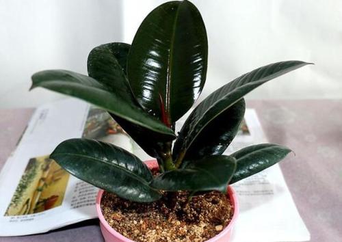 u=1456395314,2129923525&fm=26&gp=0.jpg u=1456395314,2129923525&fm=26&gp=0.jpg