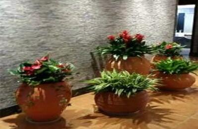 室內(nèi)植物租賃.jpg 室內(nèi)植物租賃.jpg