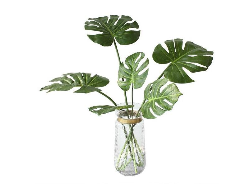 龜背竹.jpg 龜背竹.jpg