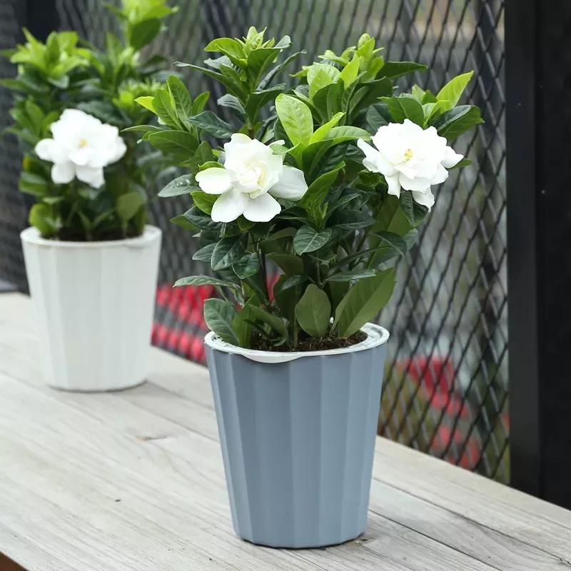 ZOS3-hnfikve3263405.jpg ZOS3-hnfikve3263405.jpg