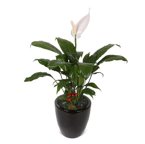 白掌.jpg 白掌.jpg