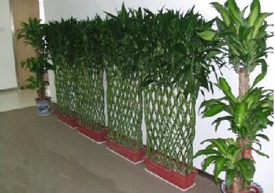 富貴竹籠.jpg 富貴竹籠.jpg