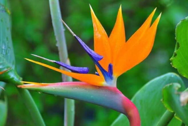 天堂鳥.jpg 天堂鳥.jpg