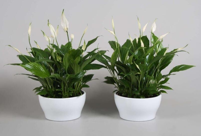 白掌.jpg 白掌.jpg