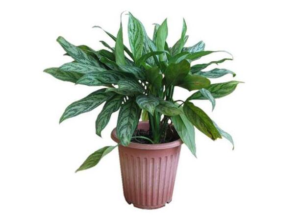 萬年青.jpg 萬年青.jpg