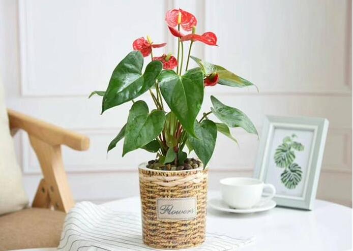 植物租擺.jpg 植物租擺.jpg