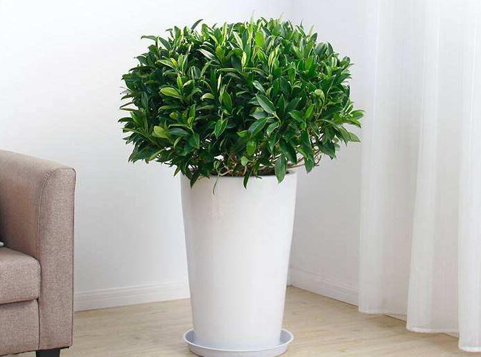 冬季室內(nèi)植物.jpg 冬季室內(nèi)植物.jpg