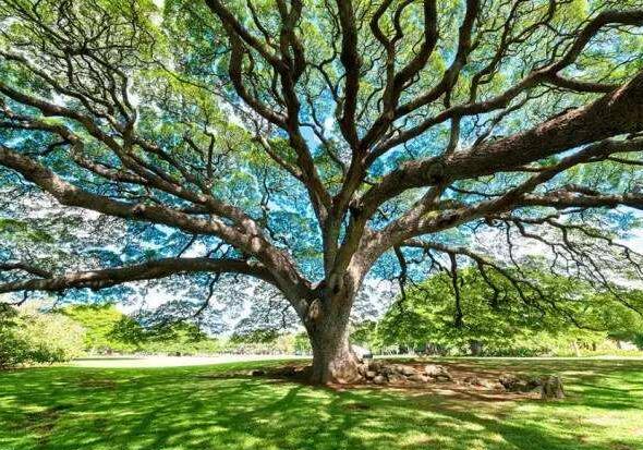 植物修正.jpg 植物修正.jpg