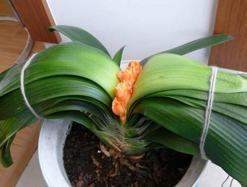 君子蘭夾箭.jpg 君子蘭夾箭.jpg