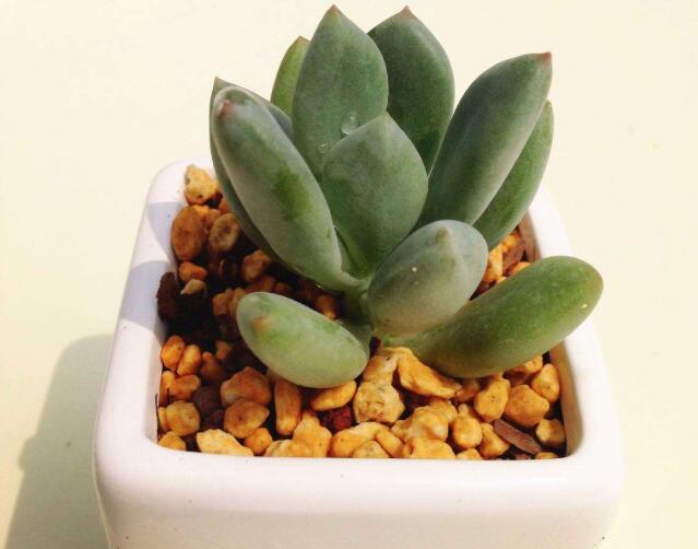 植物租賃.jpg 植物租賃.jpg