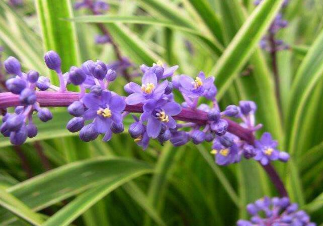 麥冬.jpg 麥冬.jpg