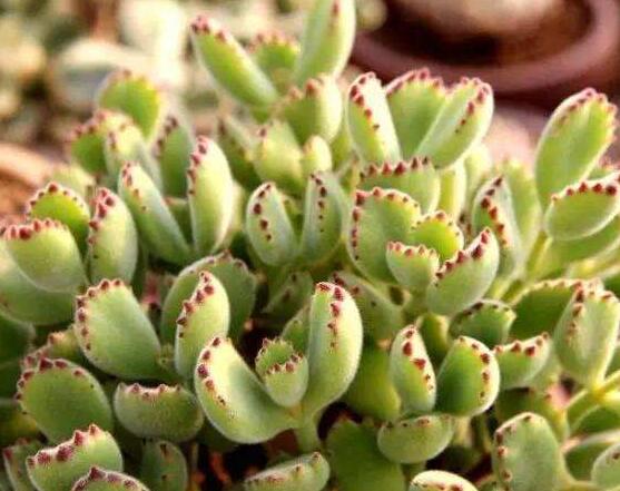 多肉.jpg 多肉.jpg