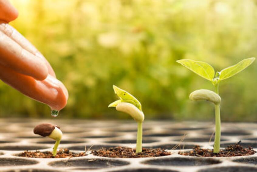 植物澆水.jpg 植物澆水.jpg