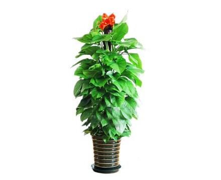 植物租賃.jpg 植物租賃.jpg