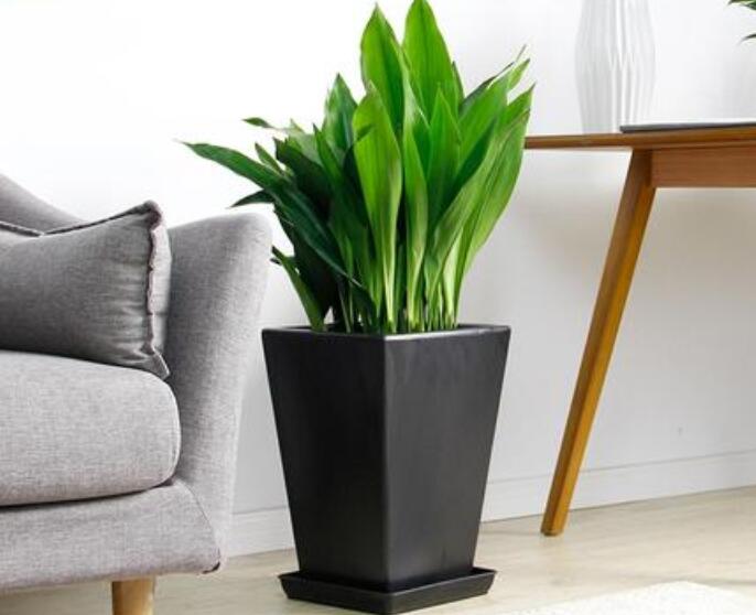 盆栽植物租賃.jpg 盆栽植物租賃.jpg