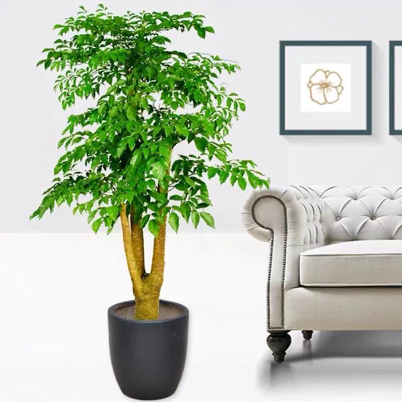 微信圖片_20210105142226.jpg 微信圖片_20210105142226.jpg