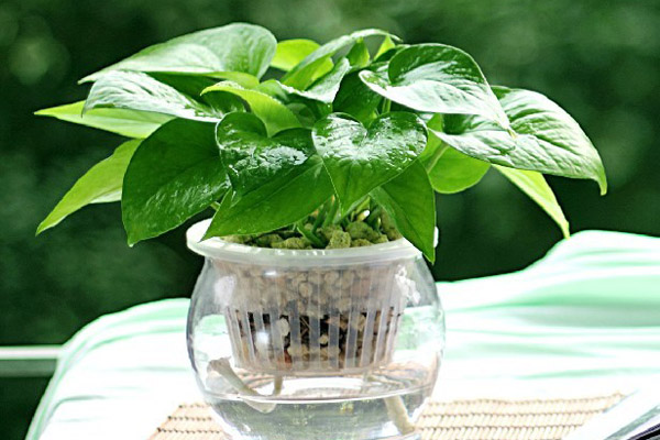 綠蘿.jpg 綠蘿.jpg