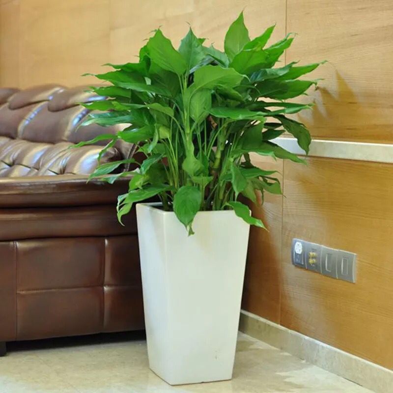 萬年青.jpg 萬年青.jpg