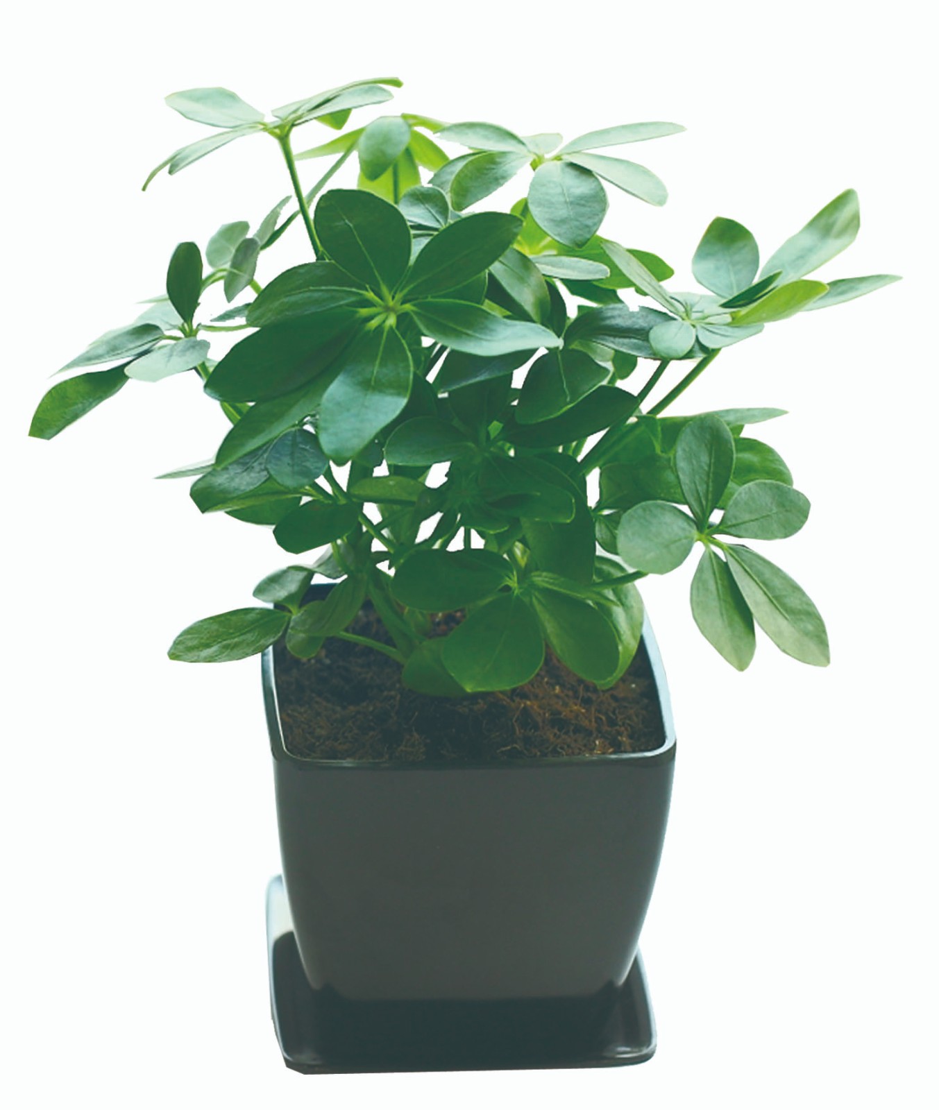 鴨腳木（?。?jpg